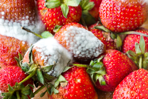 Moldy strawberries