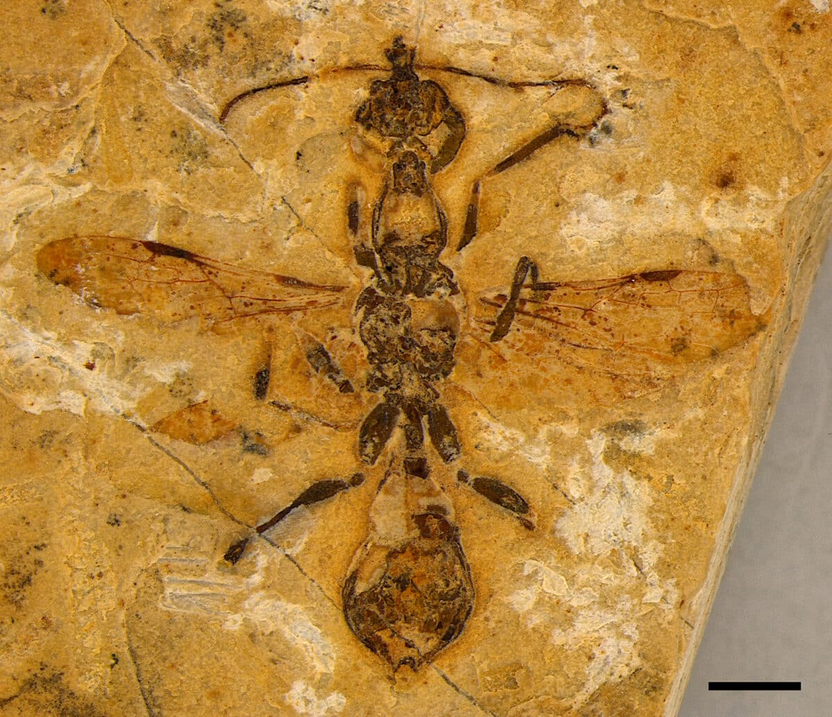 Ancient hell ant