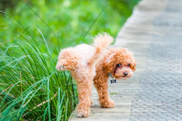 Dog peeing on grass at the park