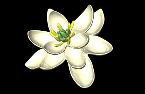 3D model of world's earliest flower