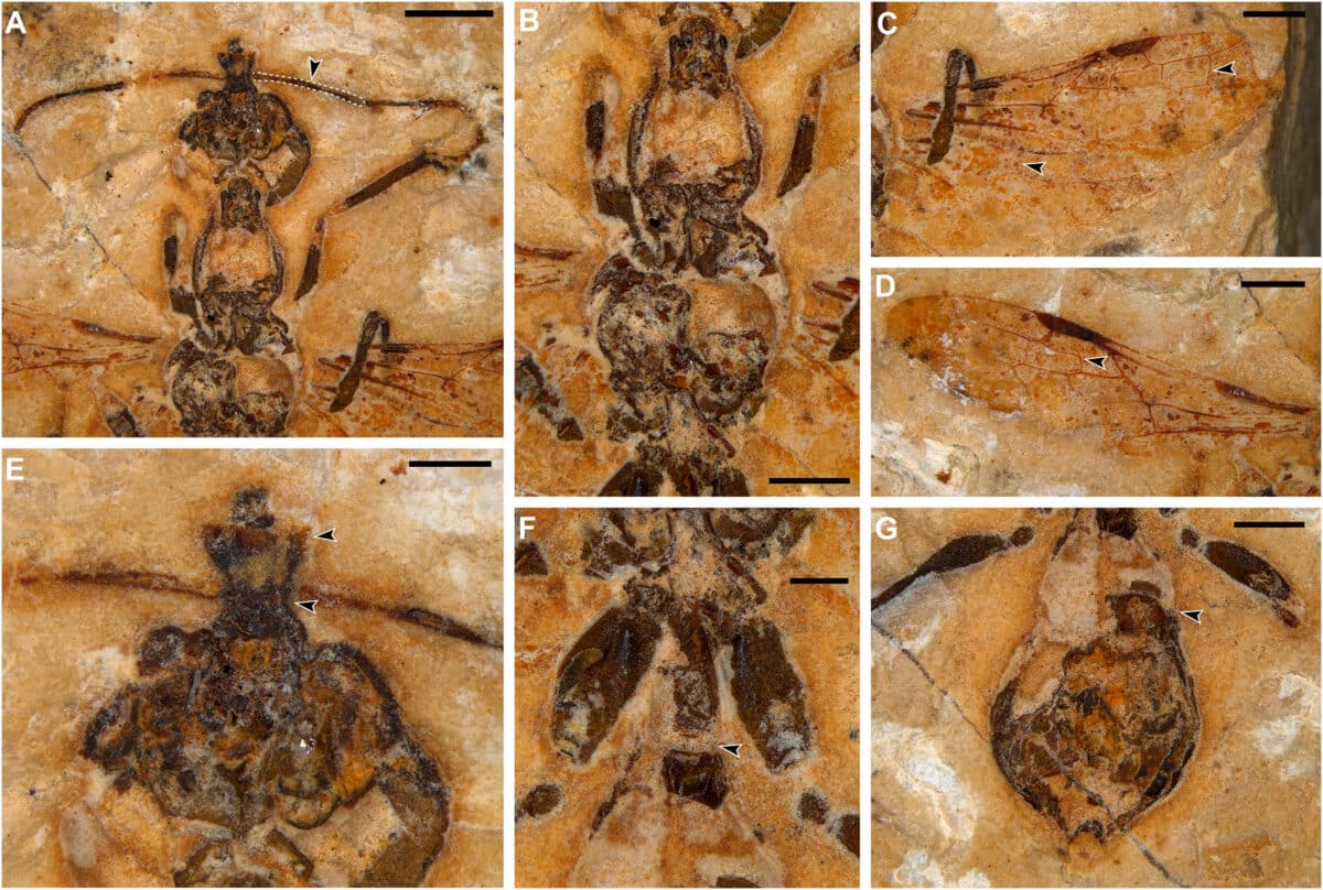 Photographs of Vulcanidris cratensis fossil