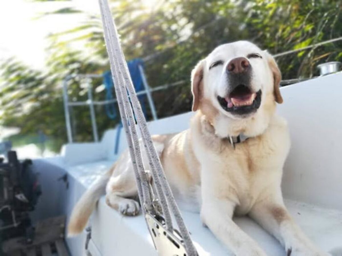 Dog smiling on boat