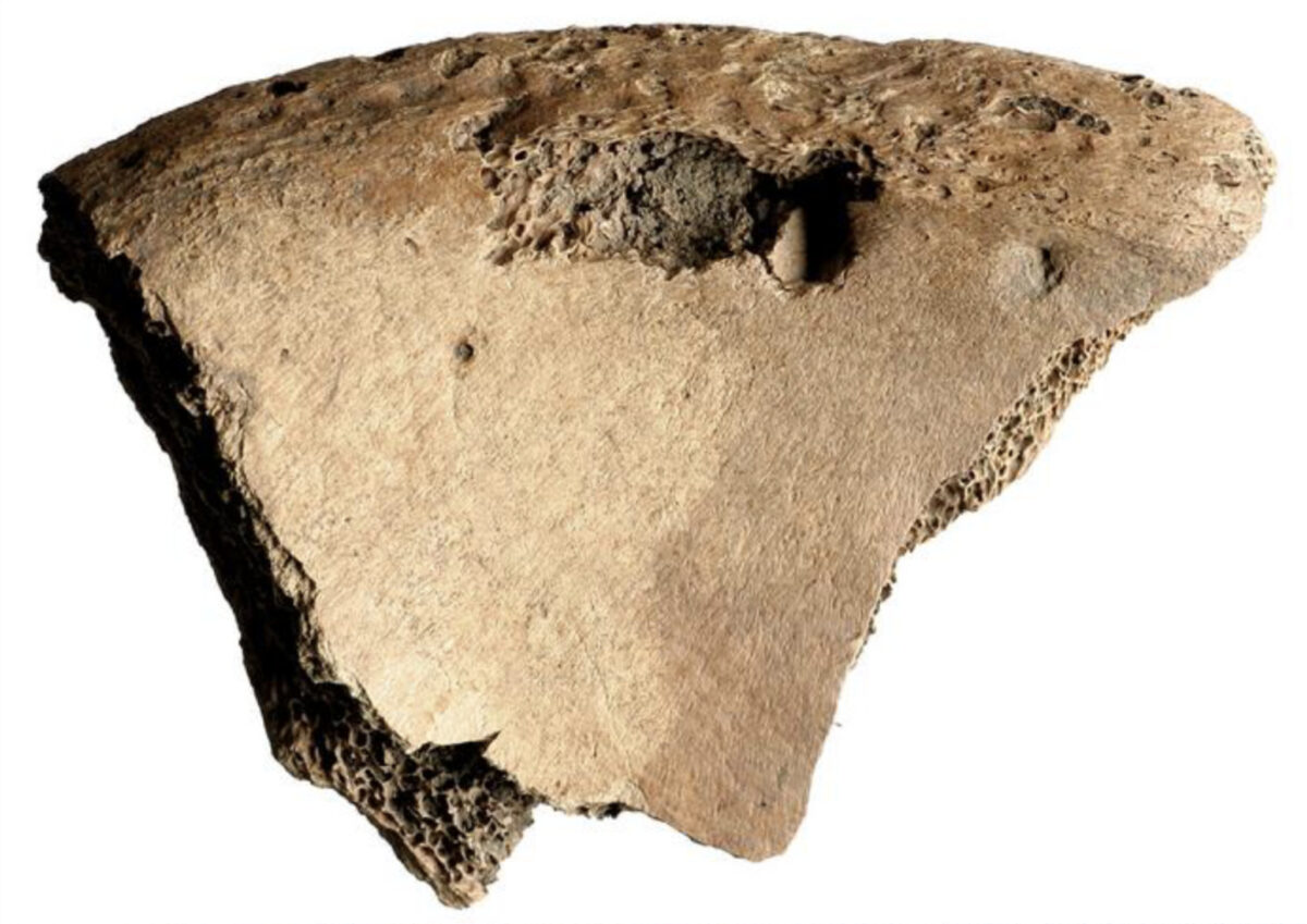 Lesion on the left iliac spine of 6DT19 from battle with lion.