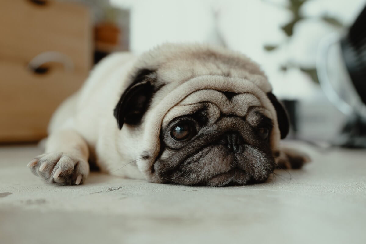 Pug lying down