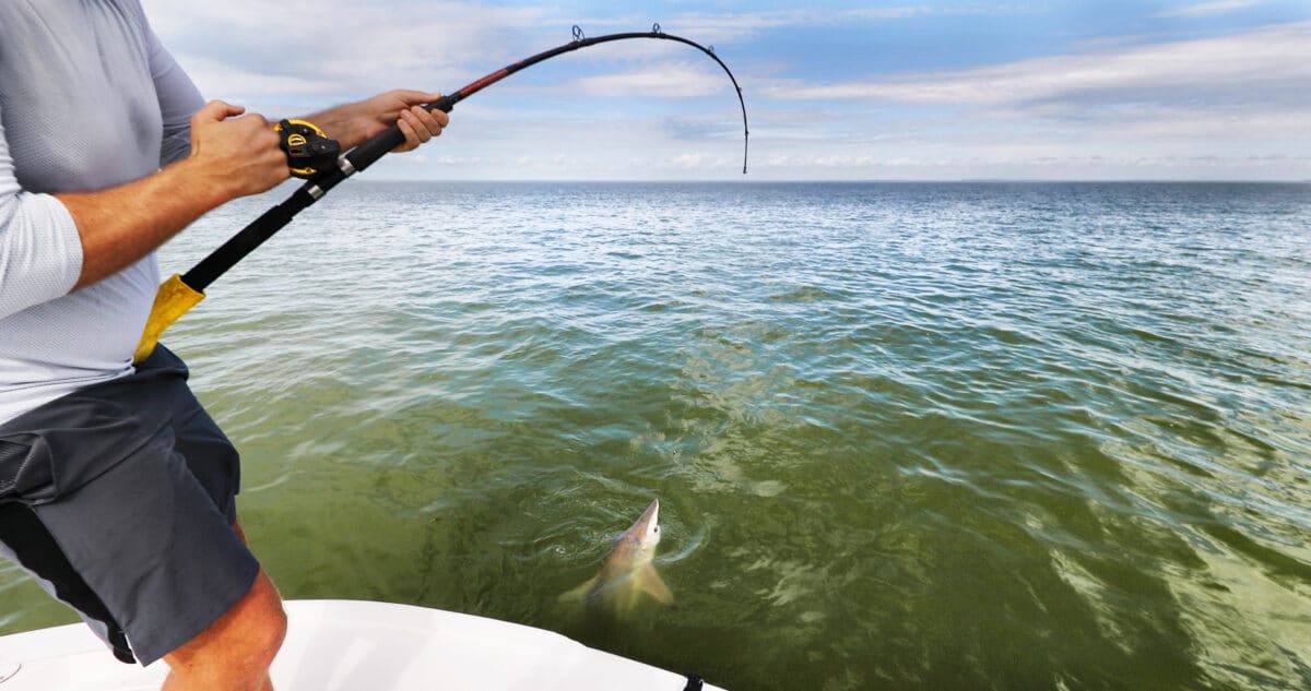 A man fishing for sharks