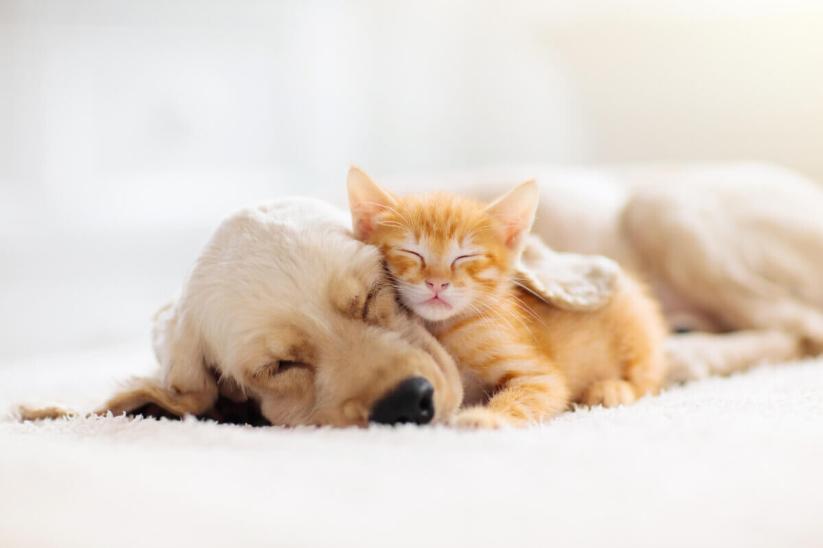 A kitten and puppy sleeping together