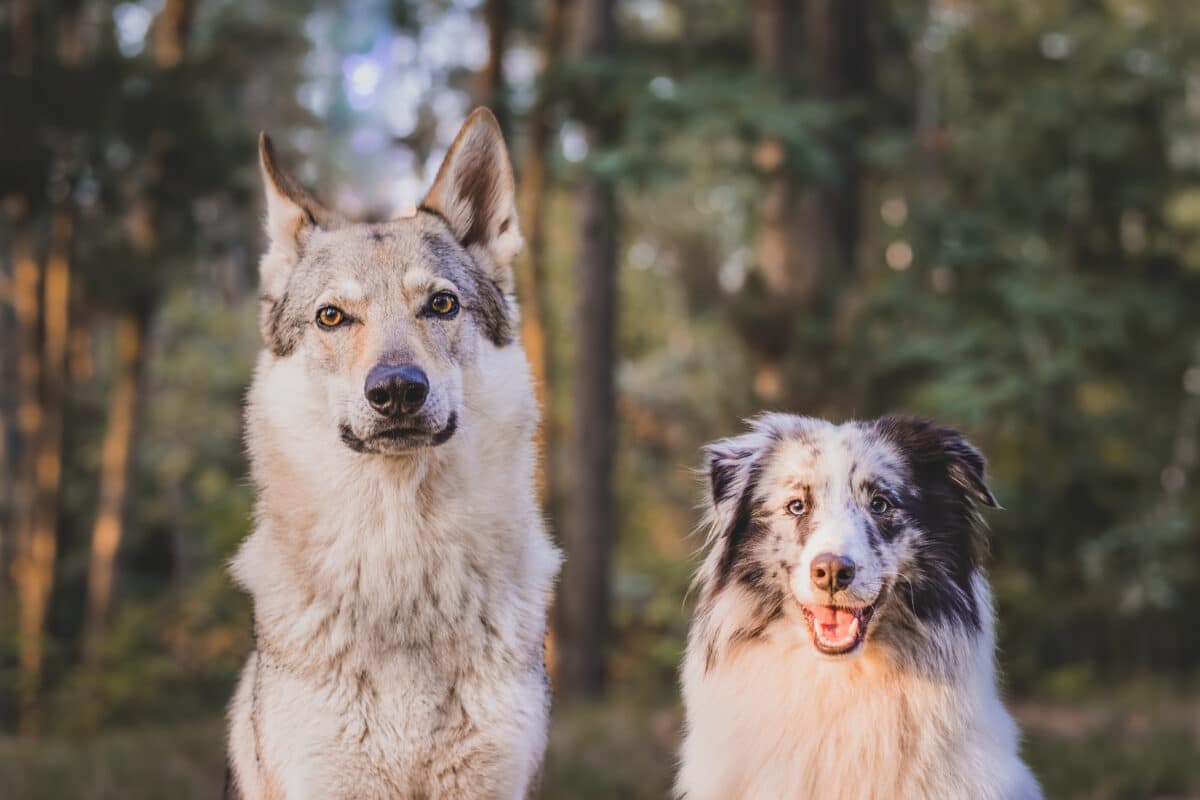 A dog and a wolf