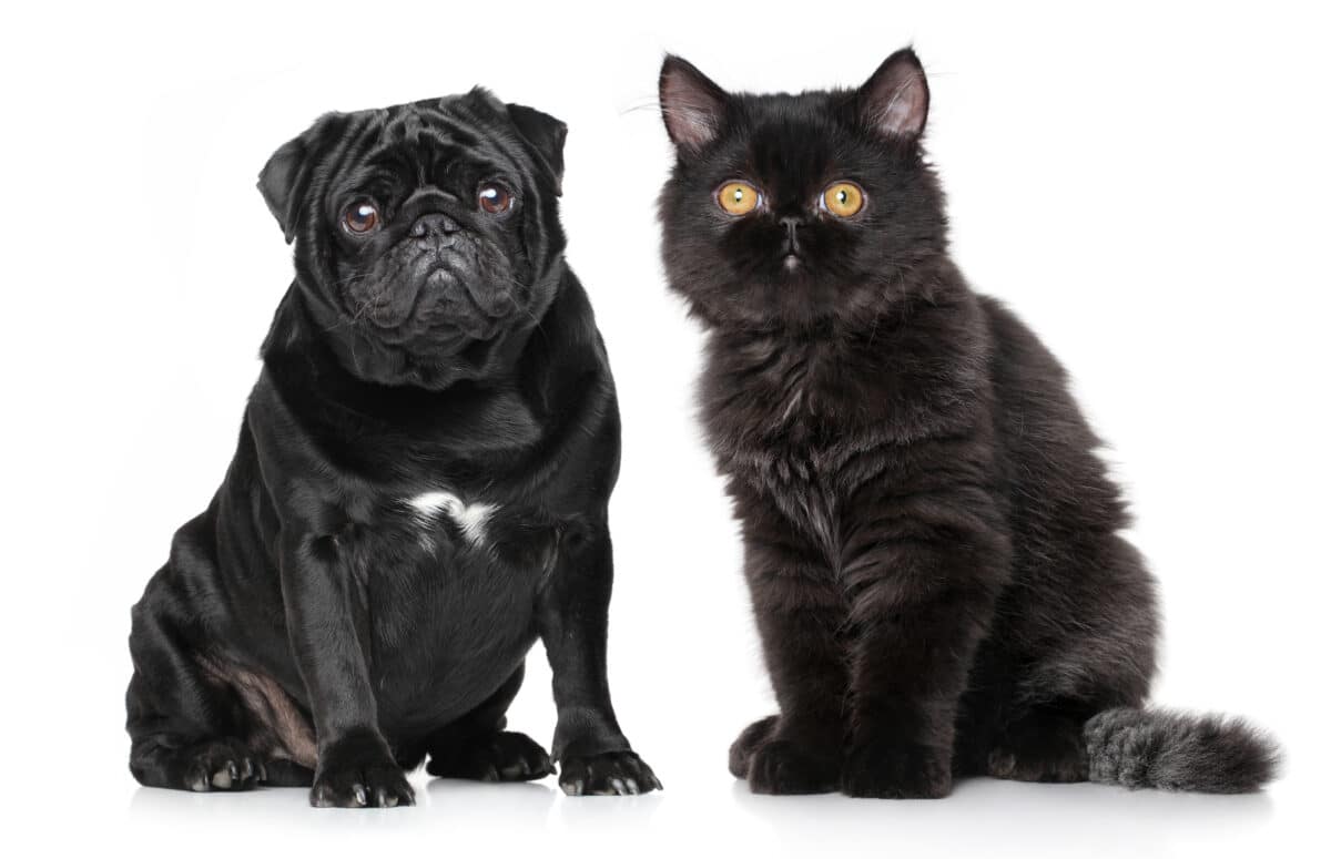 Pug and Persian cat