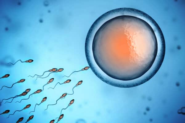 Sperm and egg cell concept