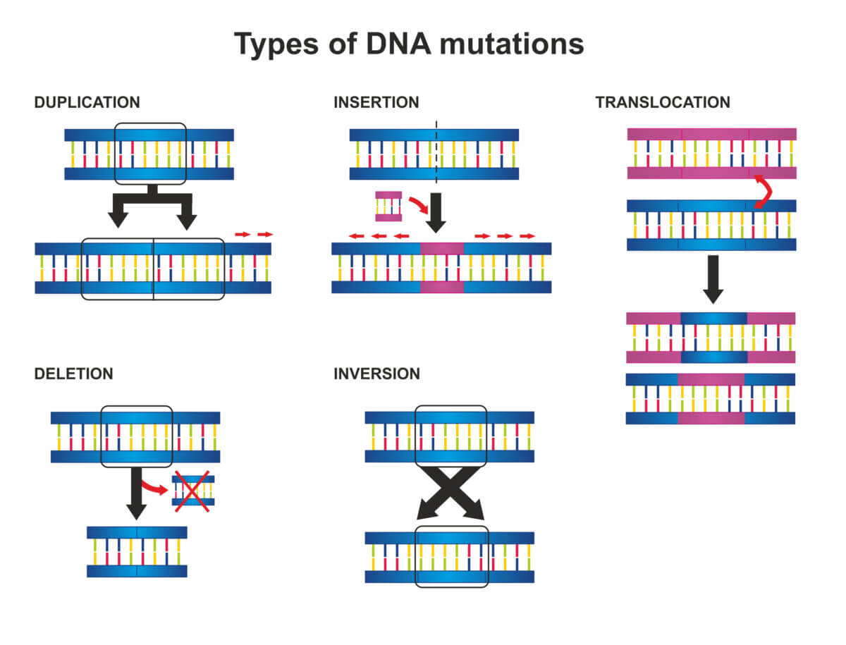 Types of DNA Mutations