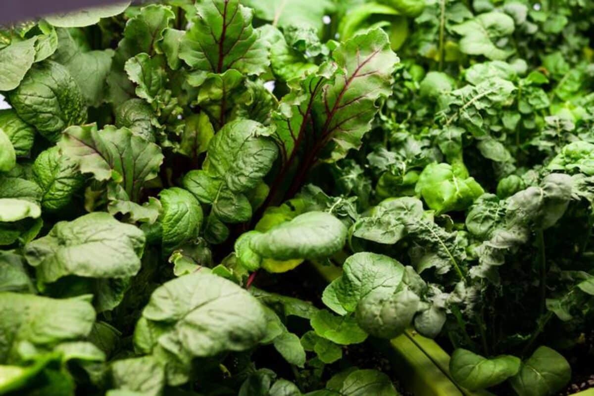 Leafy greens