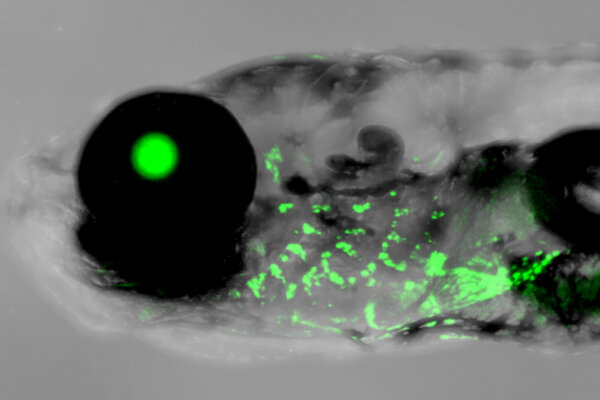 Human outer ear enhancer driving green fluorescence protein expression in the gills of a 2-week-old zebrafish